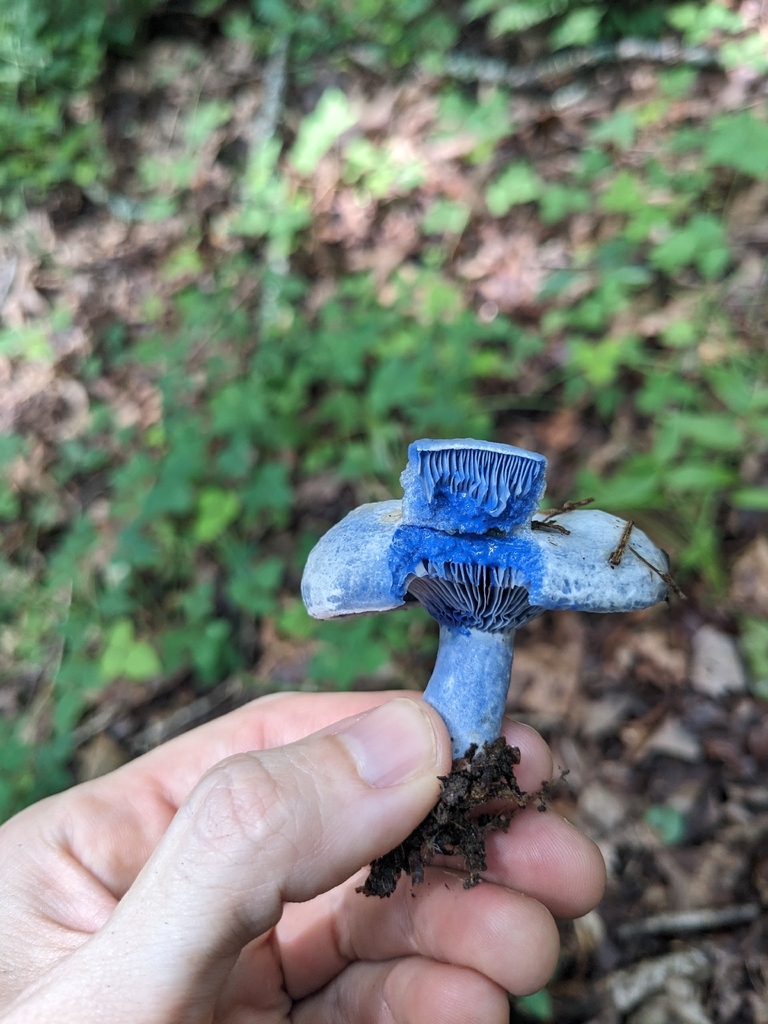 indigo milk cap · July 2026 · photo: Photo: (c) Alaina Krakowiak, some rights reserved (CC BY) · iNaturalist