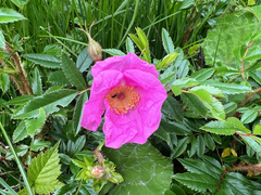 Rosa nitida, photograph author not stated, no rights reserved