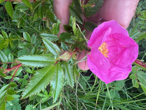 Rosa nitida