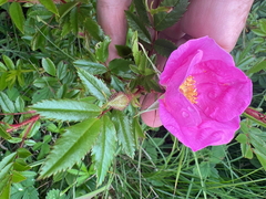 Rosa nitida