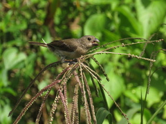 Sporophila americana