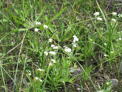 Plagiobothrys figuratus