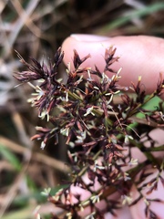 Scleria harlandii
