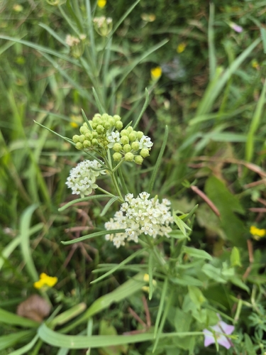 whorled milkweed