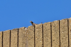 Sceloporus occidentalis