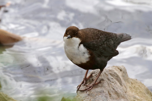 White-throated Dipper