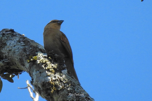 Brown Tanager