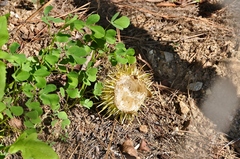 Marah macrocarpa