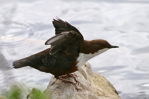 White-throated Dipper