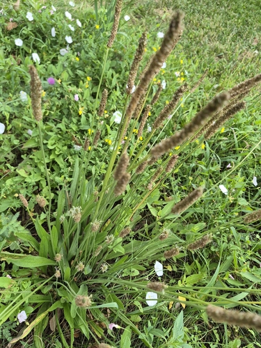 ribwort plantain