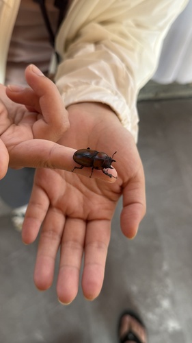 Prosopocoilus astacoides blanchardi