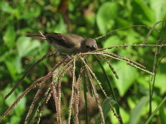 Sporophila americana