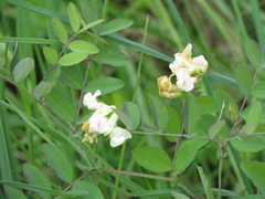 Lathyrus holochlorus