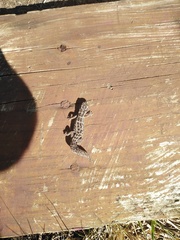 Pachydactylus maculatus