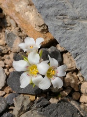 Linanthus demissus