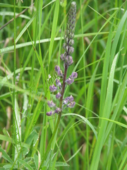 Lupinus oreganus