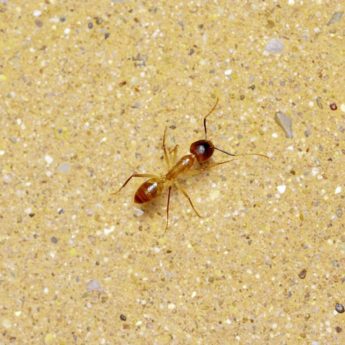 Festinatus-group Carpenter Ants