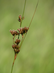 Juncus occidentalis