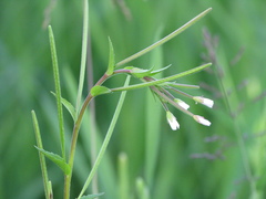 Epilobium hallianum