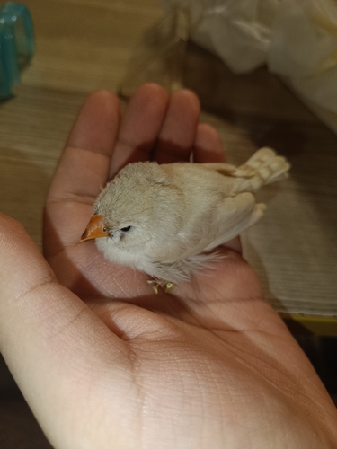 Zebra Finch