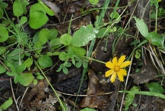 Coreopsis auriculata