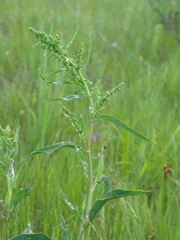 Rumex transitorius