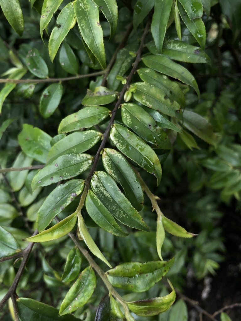 Eurya distichophylla