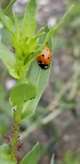 Coccinella septempunctata