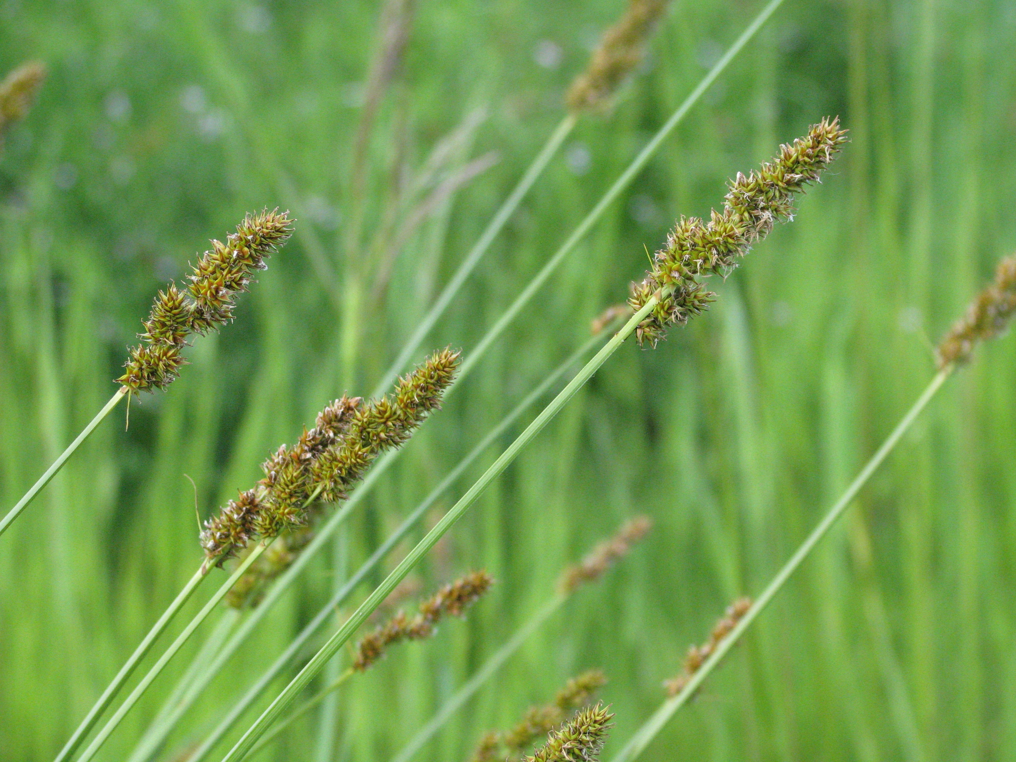 Carex densa
