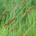 Dense Sedge - Photo (c) James Miskelly, some rights reserved (CC BY-NC), uploaded by James Miskelly