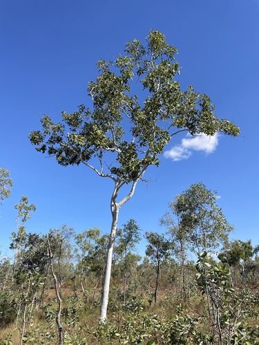Corymbia grandifolia, 2026-07-04