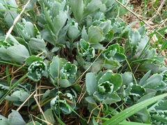 Hylotelephium telephium