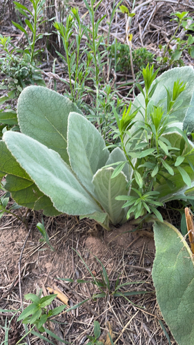 great mullein