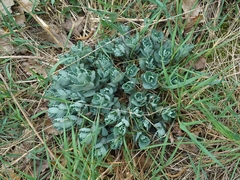 Hylotelephium telephium