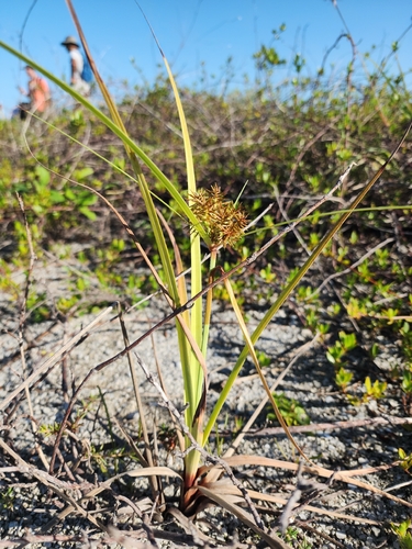 Cyperus planifolius, 2026-07-23