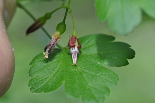 Ribes divaricatum var. divaricatum