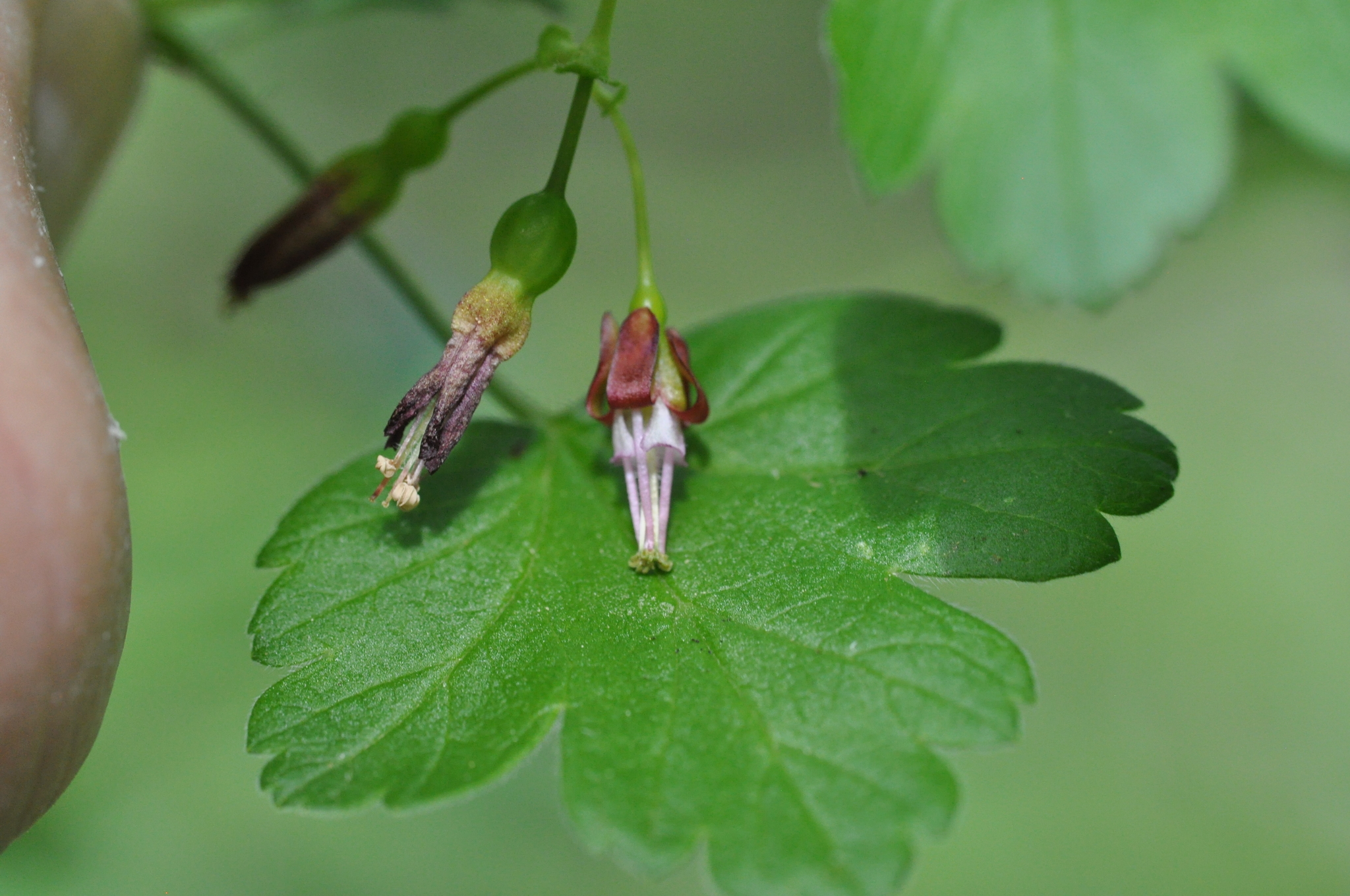 Ribes divaricatum var. divaricatum