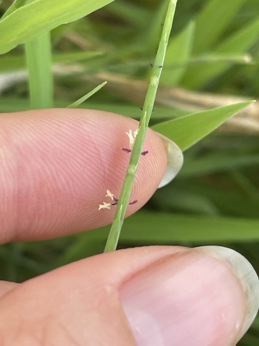 Lepturus repens observed 2026-07-23