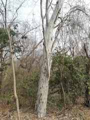 Libidibia sclerocarpa