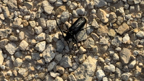 Stenaspis solitaria
