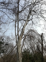 Libidibia sclerocarpa