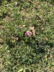 Oenothera canescens