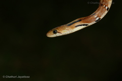 Coelognathus helena