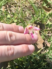 Oenothera canescens