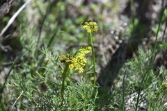 Harbouria trachypleura