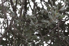 Agelanthus natalitius