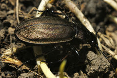 Carabus regalis