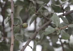 Agelanthus natalitius