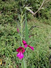 Gladiolus