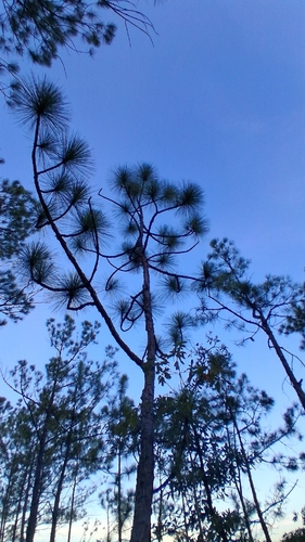 longleaf pine